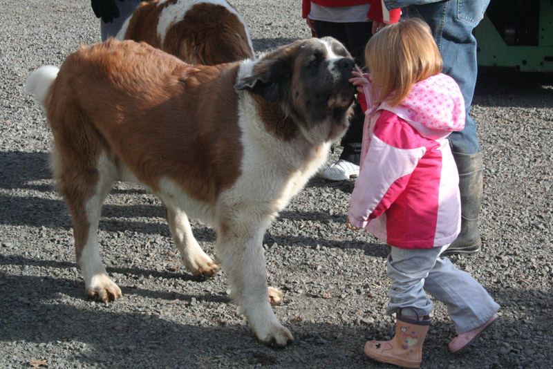 A dog visiting the farm