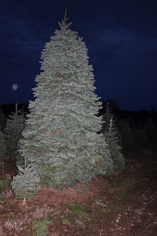 A trimmed Christmas tree in the field