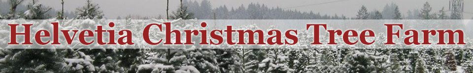 Snowy Christmas trees at Helvetia Christmas Tree Farm
